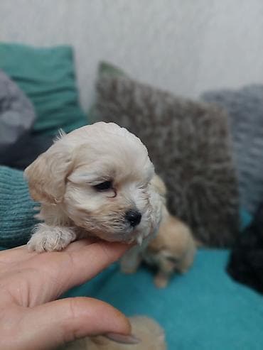 Salam cinsi maltes balonkaBalaca dekorativ it balaları – krem və açıq — 5