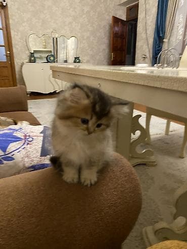 lalafo pisik: Şinşilla, Dişi — 8