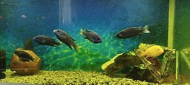 tap az xaski: Malavi balığı — 1