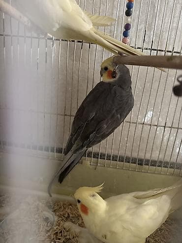 Птицы: Bir sarı dişi bir boz erkəy satılır — 1