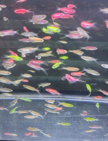 toyuq satılır: Danio, Sülhsevər, Ödənişli çatdırılma — 1