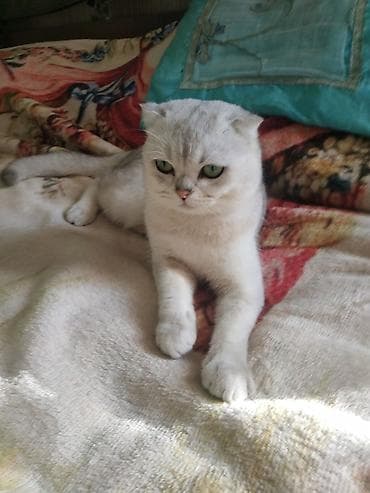 alişan'ın pişiyinin adı: Cutleşdirilir temiz cins şotland şinşilla erkek zümrüd göz,aktiv — 2