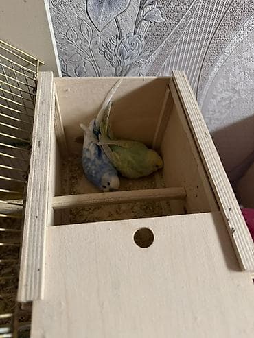 quşları: Mehebbet quslari 3 cutdu ayri ayrida satilir 1 cutu 60 azn 2 aydan bir — 3