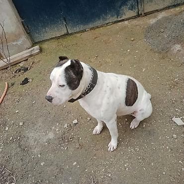 ağ siçan: Amerikan buldoqu, Erkek, Peyvəndli — 6