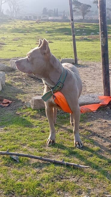 van pişiyi qiyməti: Pitbul, 1 il, Dişi, Peyvəndli, Ödənişli çatdırılma — 6