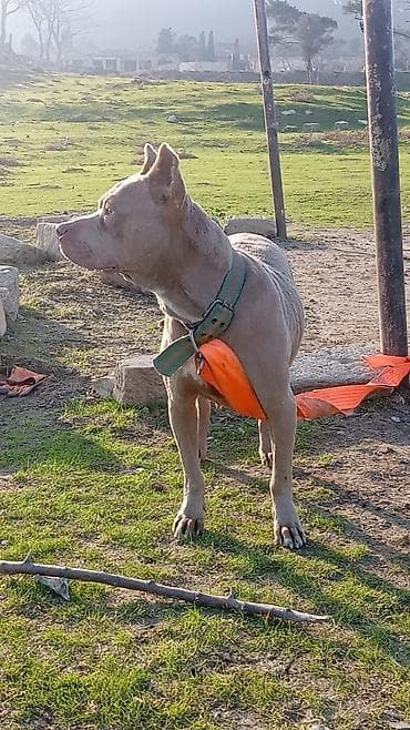 afçarka qiymeti: Pitbul, 1 il, Erkek, Peyvəndli, Ünvandan götürmə — 6