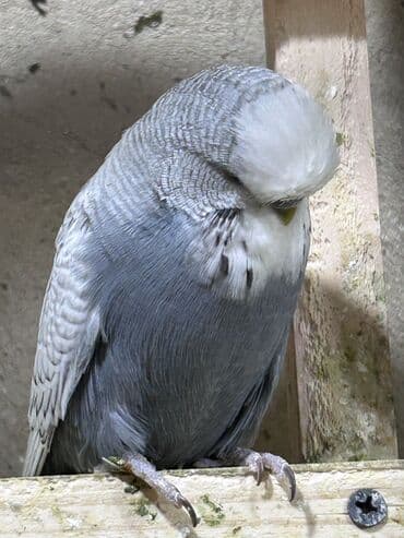 pişik bala: Temiz qan cexler coğu vistifka qarışığı cüte hazır erkek dişiler Bala — 2