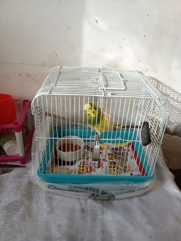 yarasa yuvası fiyatı: Tutuquşu qəfəs aksessuarlari ilə birlikdə verilir . çatdırılma var — 3