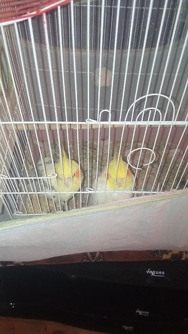 Heyvanlar üçün mallar: Nimfa (Cockatiel) papuqayları və qəfəs dəsti Məhsul təsviri: - — 3