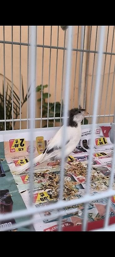 sisar quşu: Hazir erkeydi barter ederem 3 eded maya eliye yada hazir cutle — 1