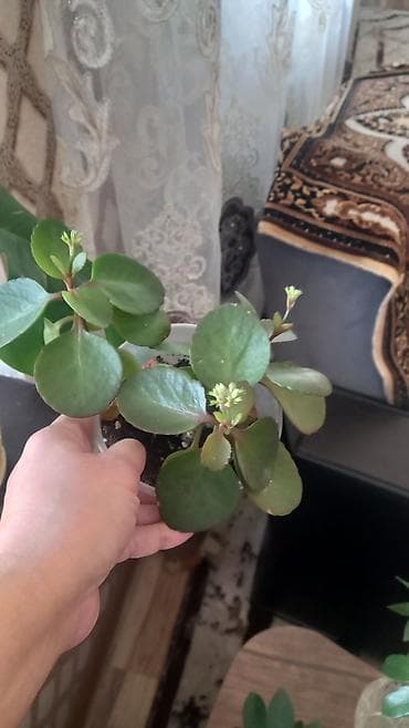 ev gülleri ve adlari: Otaq bitkiləri seti – müxtəlif nadir sortların şlam və balaca — 9