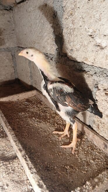 qırqovul cücələri: Toyuq cücələri, Damazlıq — 1