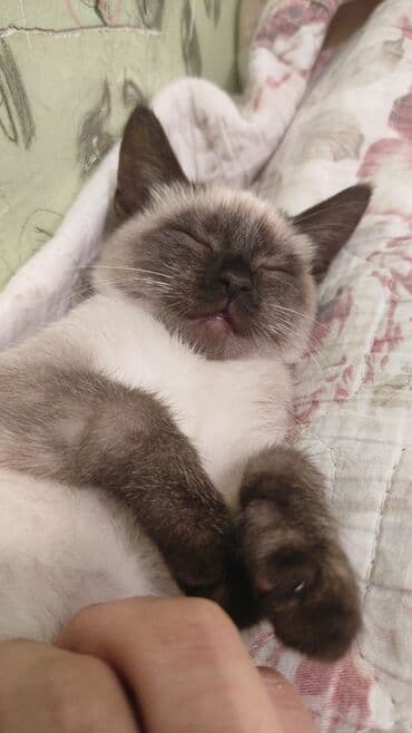 pişiklər: Siam, Dişi, Ünvandan götürmə — 3