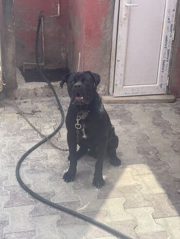 кане корсо цена: Kane-Korso, 1 il, Erkek, Peyvəndli, Ünvandan götürmə — 4