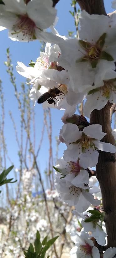 Удобрения: Əlli ədəd badam ağacı satıram on manatdan. 4 il ağacı — 5