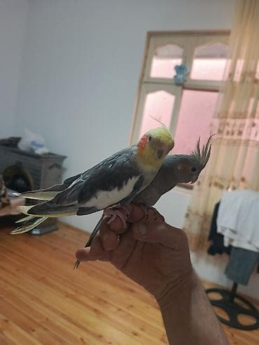 korella qus: Nimfa (cockatiel) cütlüyü - Növ: Nimfa papağanı (cockatiel) - Rəng — 1