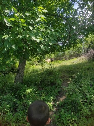 продажа недвижимости в баку: 20 sot, Kupça (Çıxarış) — 2