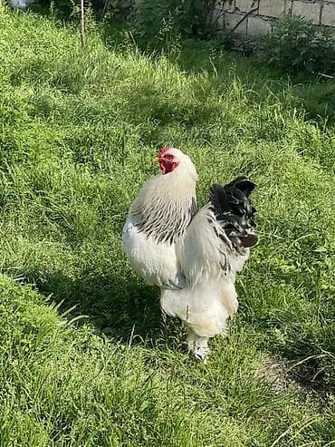 Brahma cinsi cüceleri satılır sadece– həm damazlıq, həm də yumurta–ət