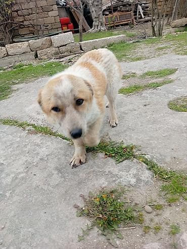 taksa iti satilir: 9 ay, Erkek, Peyvəndli, Ödənişli çatdırılma — 3