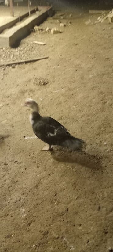 Keçi, çəpiş: Lal ördək yumurtaya dusub 8 ayliqdr — 4