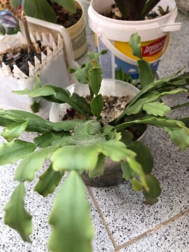 etotu bitkisi: Tebii guller — 6