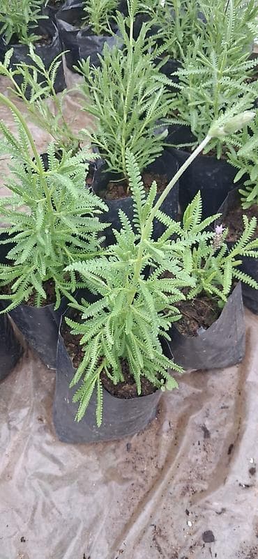 bitki satışı: LAVANDA ştillərdi. Hazır torfda istənilən yerə köçürülməyə tam hazır — 1