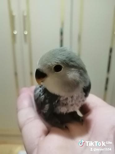 gencede it satisi: Məhsul: Kiçik ekzotik ev quşu (sevimli papağan/lovebird növündə) — 2