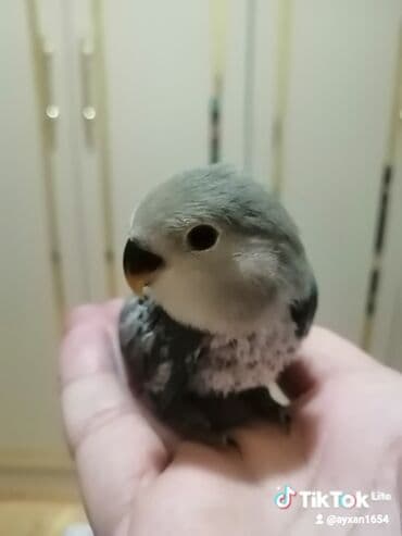 Sevimli ələyaxın papağan (lovebird) balası - Növ: Lovebird (papağan