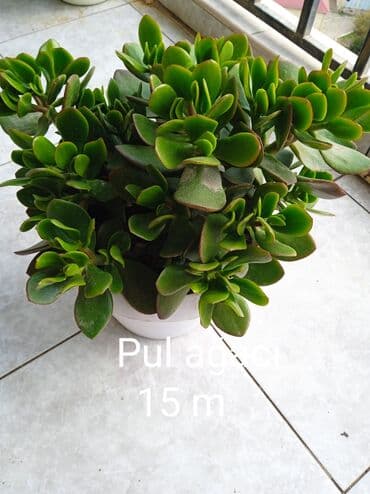 Buket güllər: Sukulənlər – müxtəlif növlər birbaşa qabda - Qab 1: Eyni qabda iki — 7