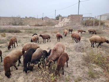 simental inekler azerbaycanda: Qala cinsi qoyunlar razılaşma yolu ilə — 11