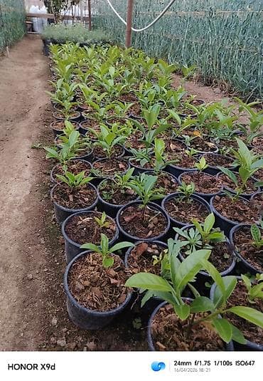 şeki: Məhsul: dekorativ kollar üçün əkilmiş fidanlar (qablarda) Təsvir: - — 8