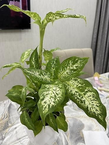 diffenbaxiya bitkisi haqqinda melumat: Dieffenbachia (ağ xallı tropik otaq bitkisi) - Növ: Dieffenbachia — 3