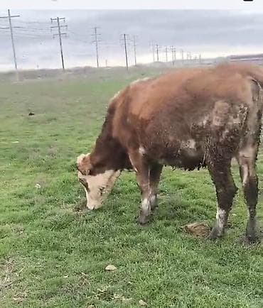 südü ineyler: Dişi balaynan 1 ci qarin duye 8-10 südü var — 2