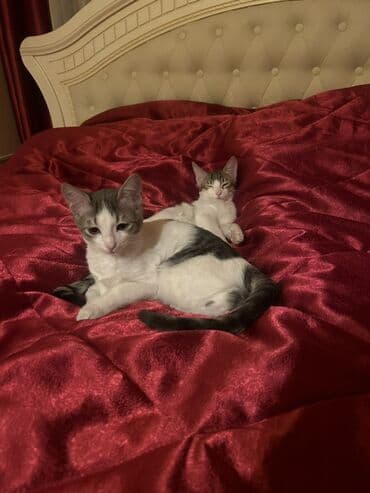 Digər heyvanlar: Yaxşı əllərə — 3