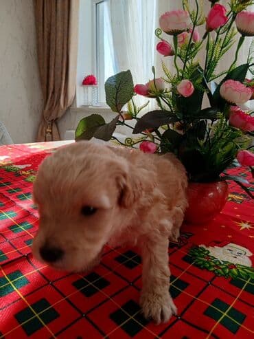 mehriban unun qiymeti: Пудель — 2