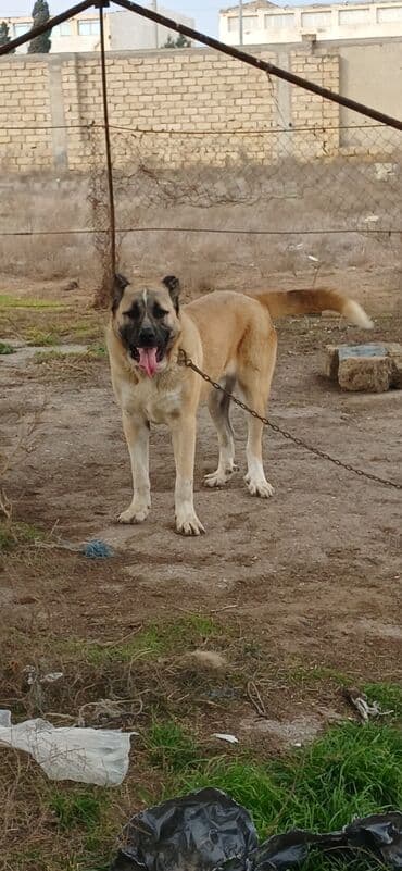 Heyvanlar üçün mallar: Qurdbasar, 11 ay, Erkek, Peyvəndli, Ödənişli çatdırılma — 10