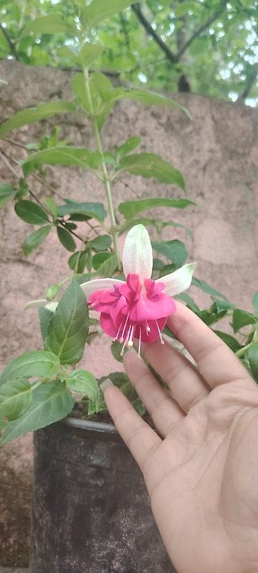 balı: Məhsul: dekorativ saksı bitkiləri – Fuşya (Fuchsia) və Koleus (Coleus) — 5