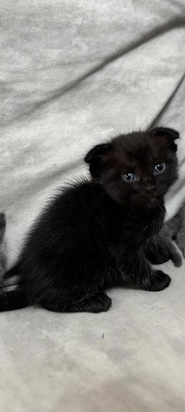 sfinks pişik: Şotland — 2