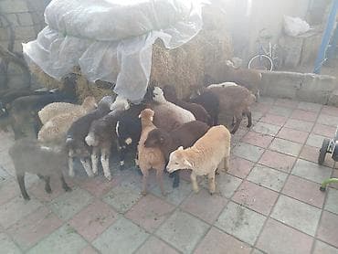 Proton: Qoyun quzuları – müxtəlif rəngli yerli cinslər - Şəkillərdə müxtəlif — 4