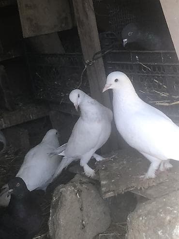 sağsağan quşu: Erkey maya satilir — 5