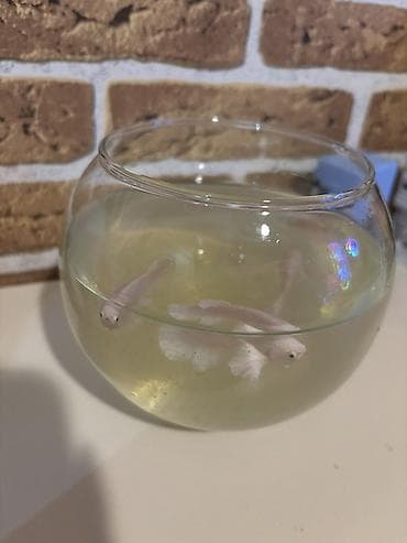 Betta white platinium dumbo balıqları 🐟 Sağlam və aktiv Betta