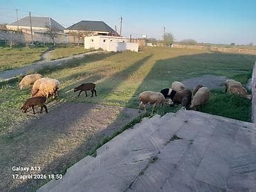 heyvanlar satışı: Dişi, il: 5, 40 kq, Damazlıq, Ünvandan götürmə — 3