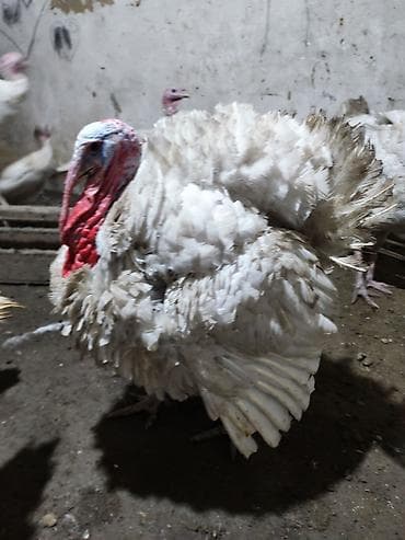 hazir sirket satilir: Stavropol hinduska xoruzu.1yasi var.unvan zig kendi — 4