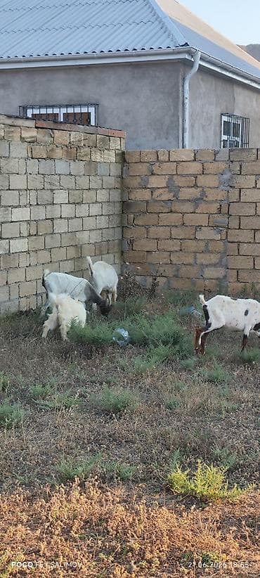 kreditle heyvan satisi: 1 teke 3disi yani balali 1 disi umumilikde 8 bas heyvan — 6