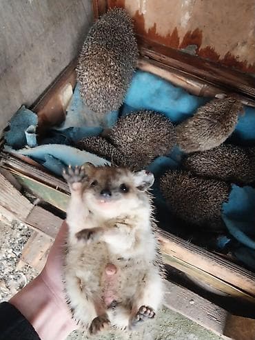 yumurta latoku: Kirpi – bağ üçün zərərvericilərə qarşı təbii “mühafizəçi” - Gecə — 1