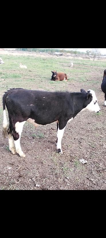 mal bazarı: Məhsul: Dana (qara-ağ rəngli) - Növ: Yerli/metis ətlik tipli dana - — 1