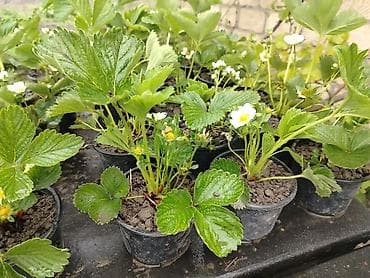 fındıq ləpəsi qiyməti: Çiyələk stilleri satilir, murona albion qarisiq sortdu. 100 den cox — 9