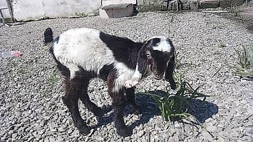 rakun satışı: Temiz qan helem keçisinin balasi satılır.200manat — 3