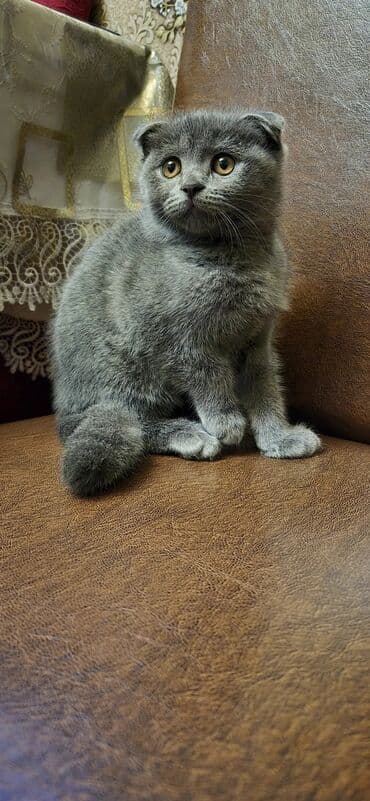 вислоухий сиамский кот: Шотладская вислоухая — 4