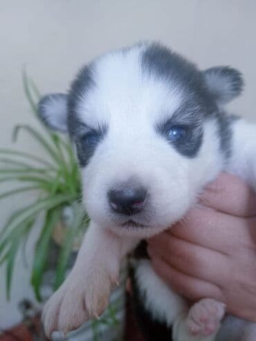 купить хаски щенка: Хаски — 3
